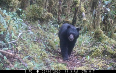 Camer a trap image of andean bear