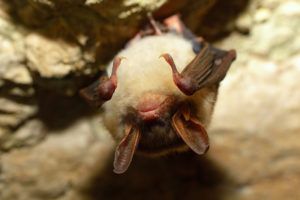Bechstein's bat hanging in a cave