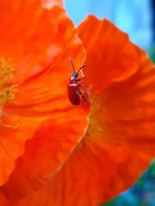 Red Lily beetle on poppy flower
