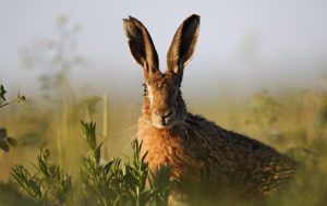 Brown hare in a field at dusk