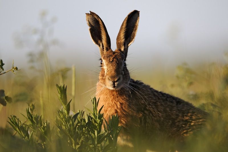Brown hare in a field at dusk