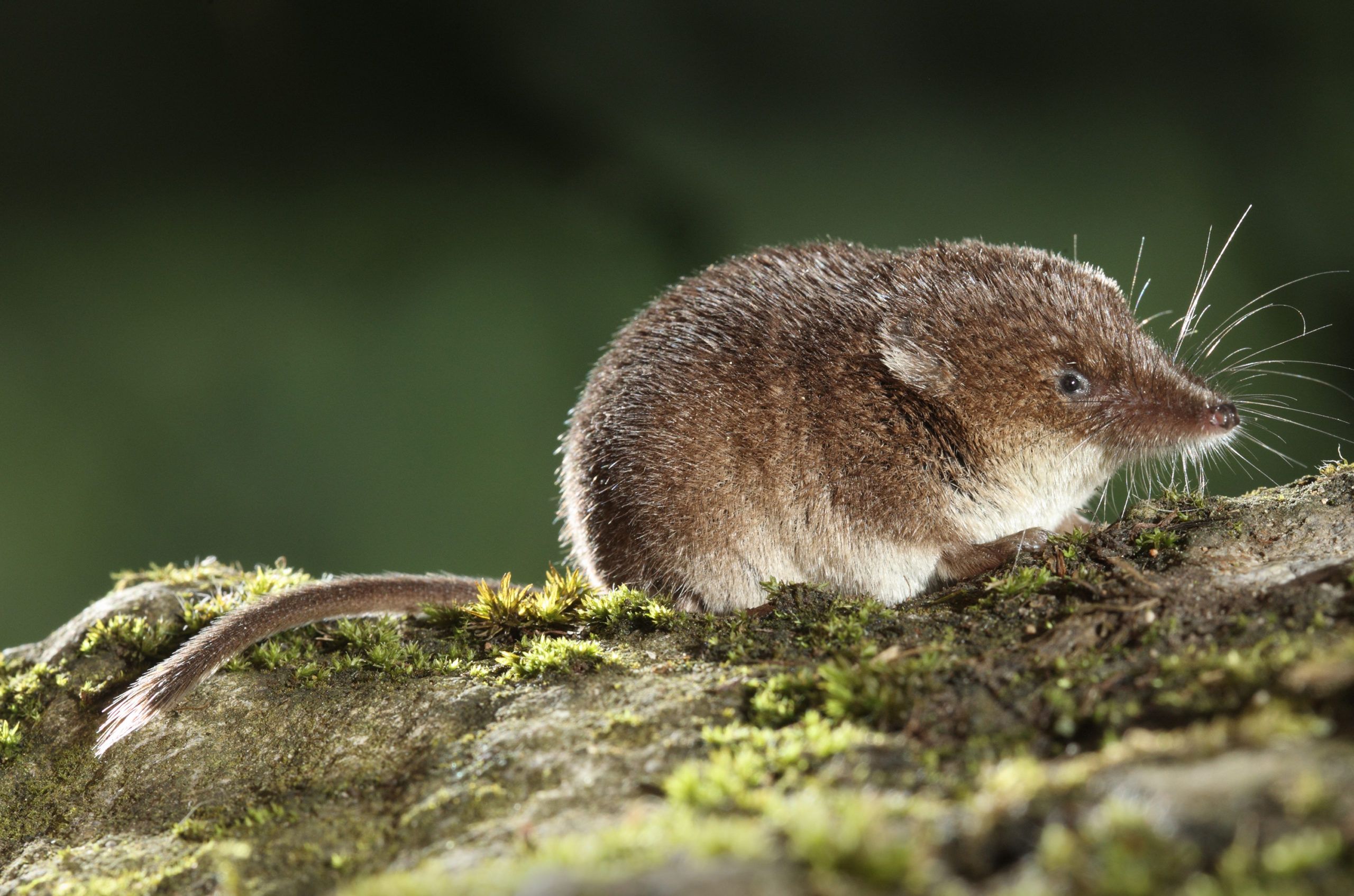 What Water Shrew Eat