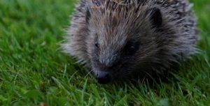 Hedgehog on a grass lawn