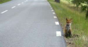 Fox sitting next to a road