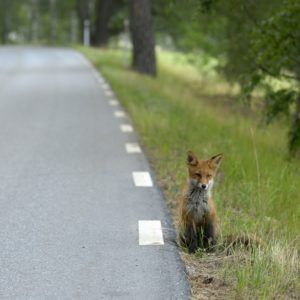 Fox sitting by a road on grass edge
