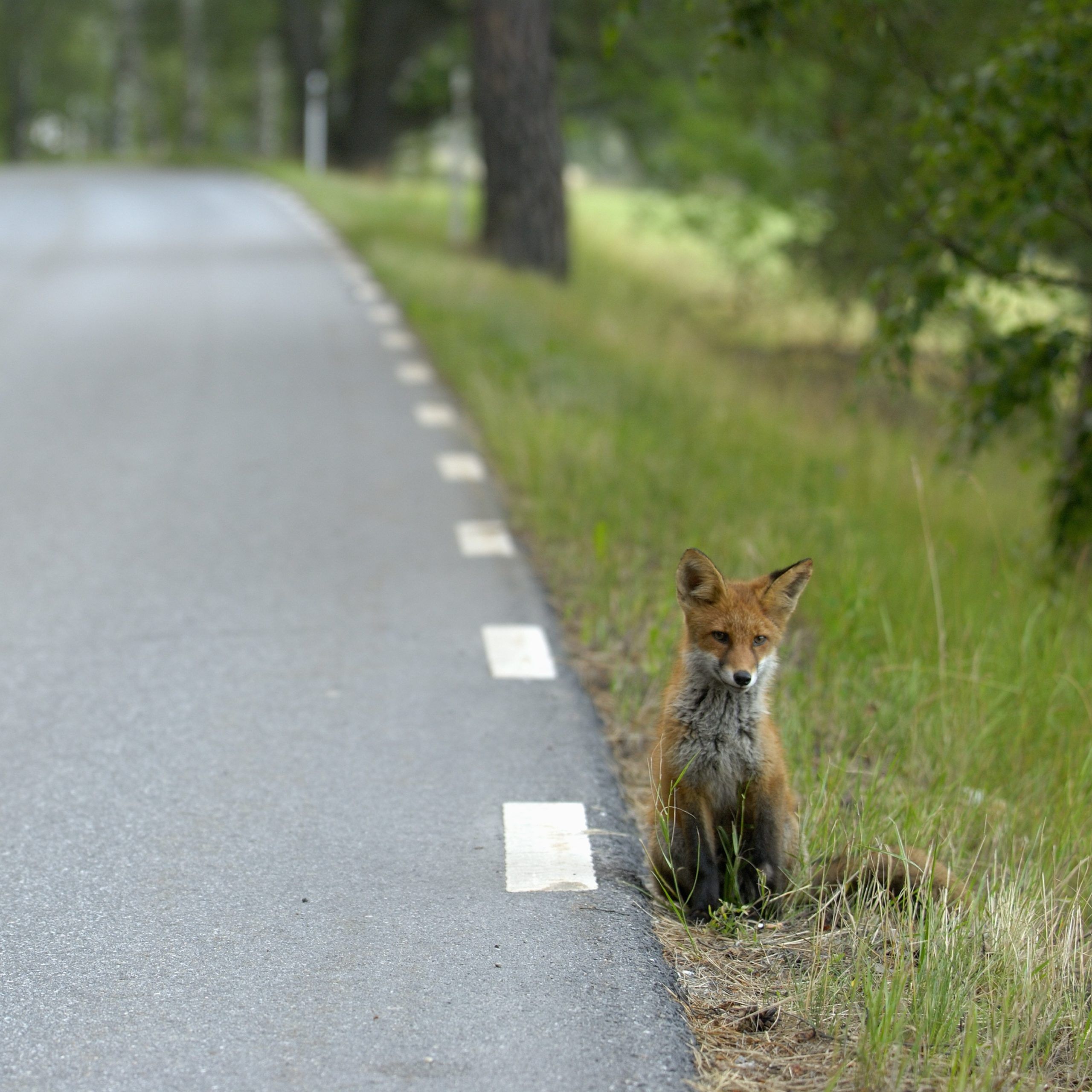 Take part in Mammals on Roads