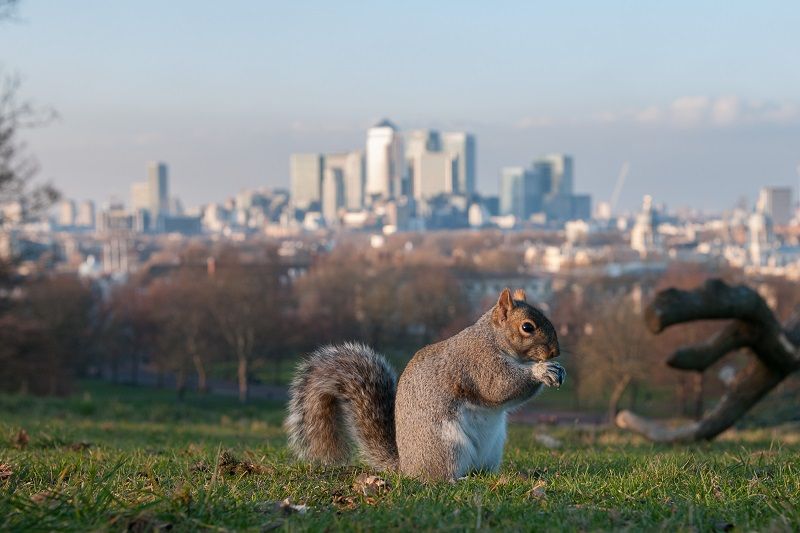 Squirrel in London