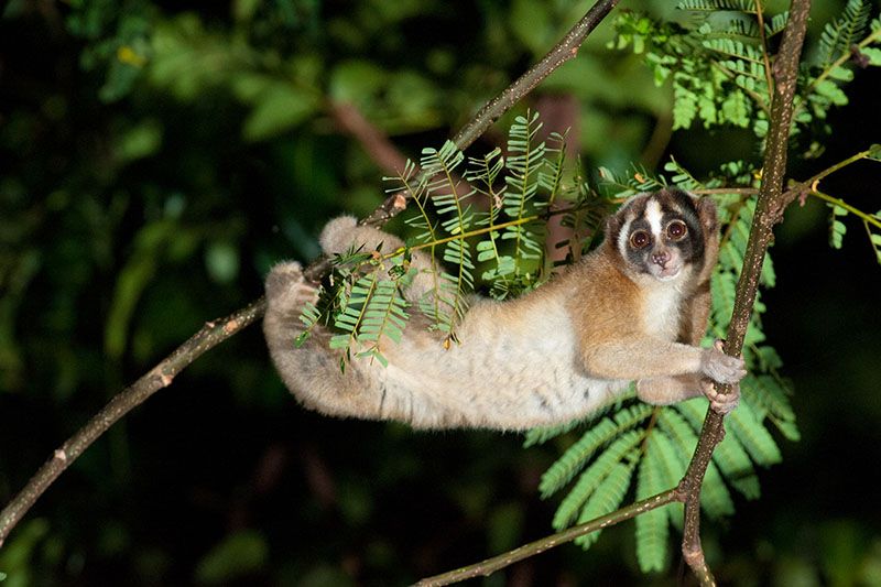 slow loris hanging in tree