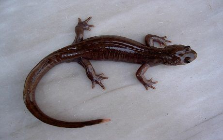 Gorgan cave salamander