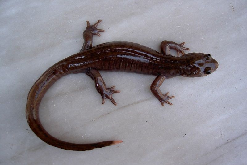 Gorgon cave salamander