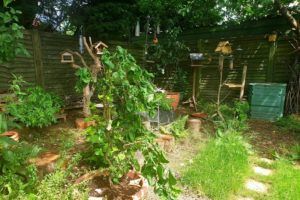 Wildlife friendly garden with bird houses