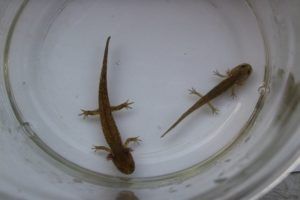 Juvenile Gorgan cave salamanders ready to be released to the wild