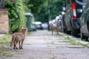 fox cub on street with background blurred