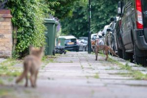fox cub on street with foreground blurred