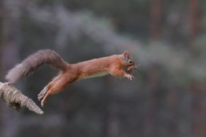 red squirrel leaping