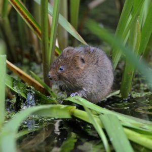 water vole appeal lead image square