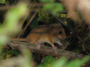 Dormouse in wood by Rob Wolton