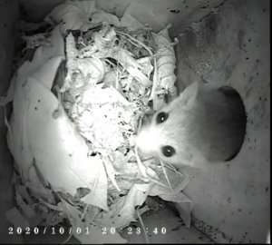 Dormouse in a nest box.