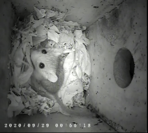 Young dormouse in a nest box