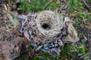 Dormouse wild nest