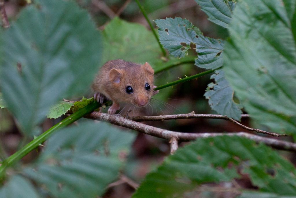 Hazel dormouse in Briddlesford Woods - Isle of Wight. Credit Clare Pengelly