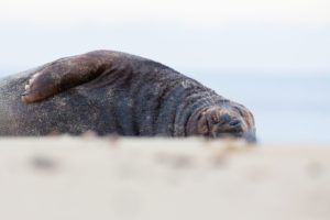 seal lying on beach