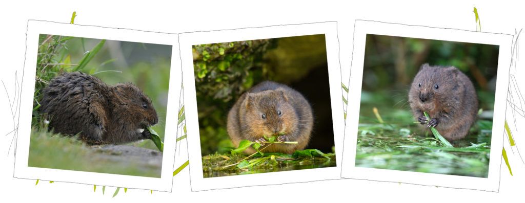 Water vole appeal 2021 PTES. 3 water voles in square picture frames.