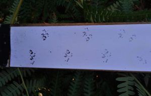 Dormouse footprints in footprint tracking tunnel