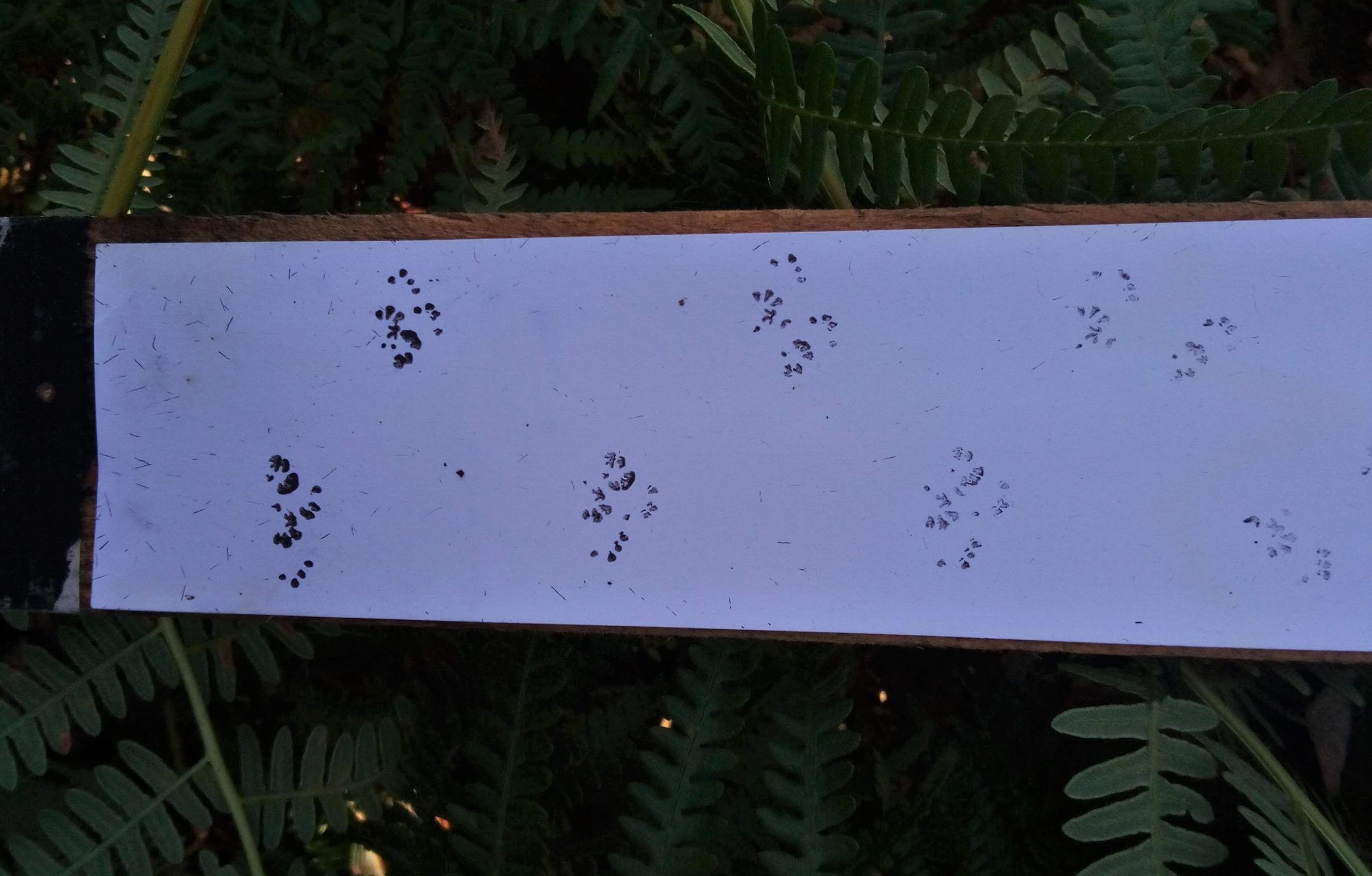 Dormouse prints in footprint tracking tunnel. By Matt Parkins