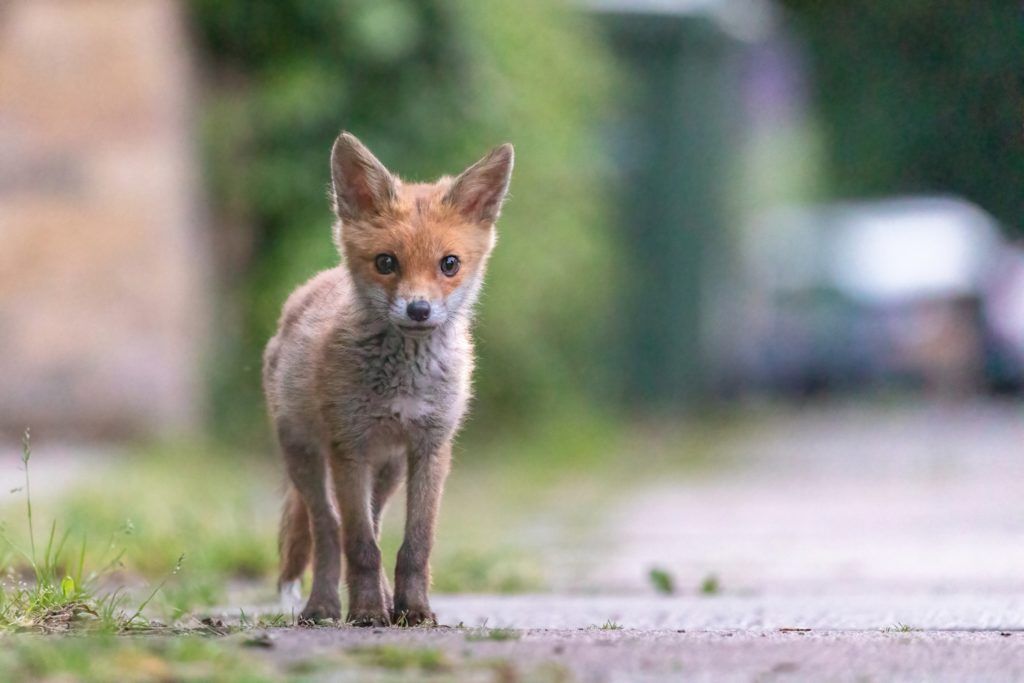 fox cub on street