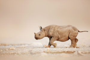 Black rhino baby rhinoceros