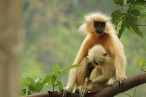 Golden Langur with infant