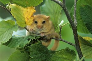 hazel dormouse in foliage