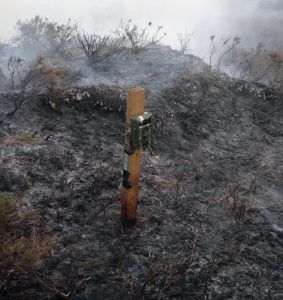 camera trap after the fire