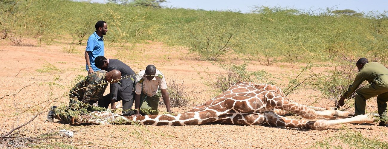 Treating a giraffe