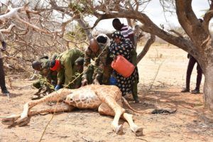 Treating a giraffe