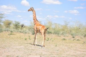 reticulated-giraffe