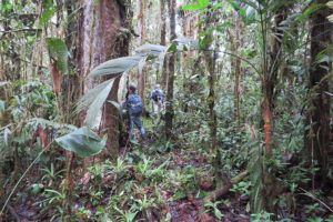 Alma-Hernandez-Jaramillo-Black-headed-spider-monkey-rainforest-habitat