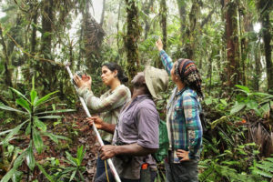 Alma-Hernandez-Jaramillo-Black-headed-spider-monkey-team-in-rainforest