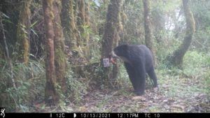 Andean bear by camera trap
