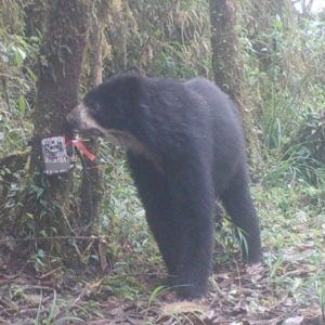 Andean bear by camera trap