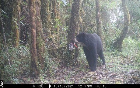 Andean bear November 2021