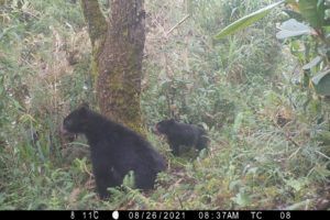 Andean bear with cub by camera trap