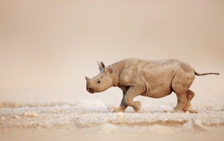 New insights into rhino horn consumers