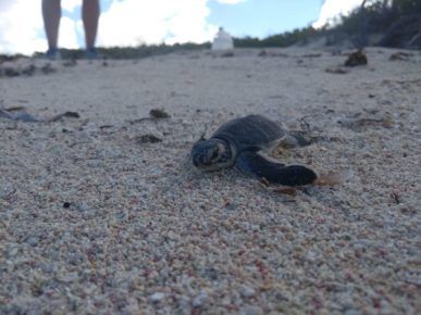 green turtle hatchling on beach