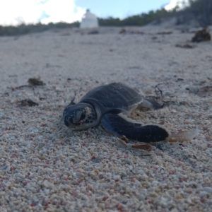 green turtle hatchling on beach