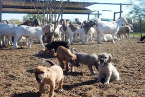 new-puppies-at-the-CCB-demonstration-farm