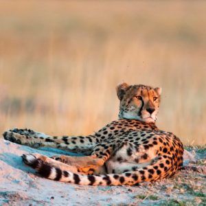 cheetah relaxing in sunset