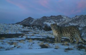 Snow leopard, Nemegt Mountains, Gobi Gurvansaikhan National Park, South Gobi, November