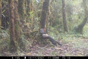 cloud forest camera trap image